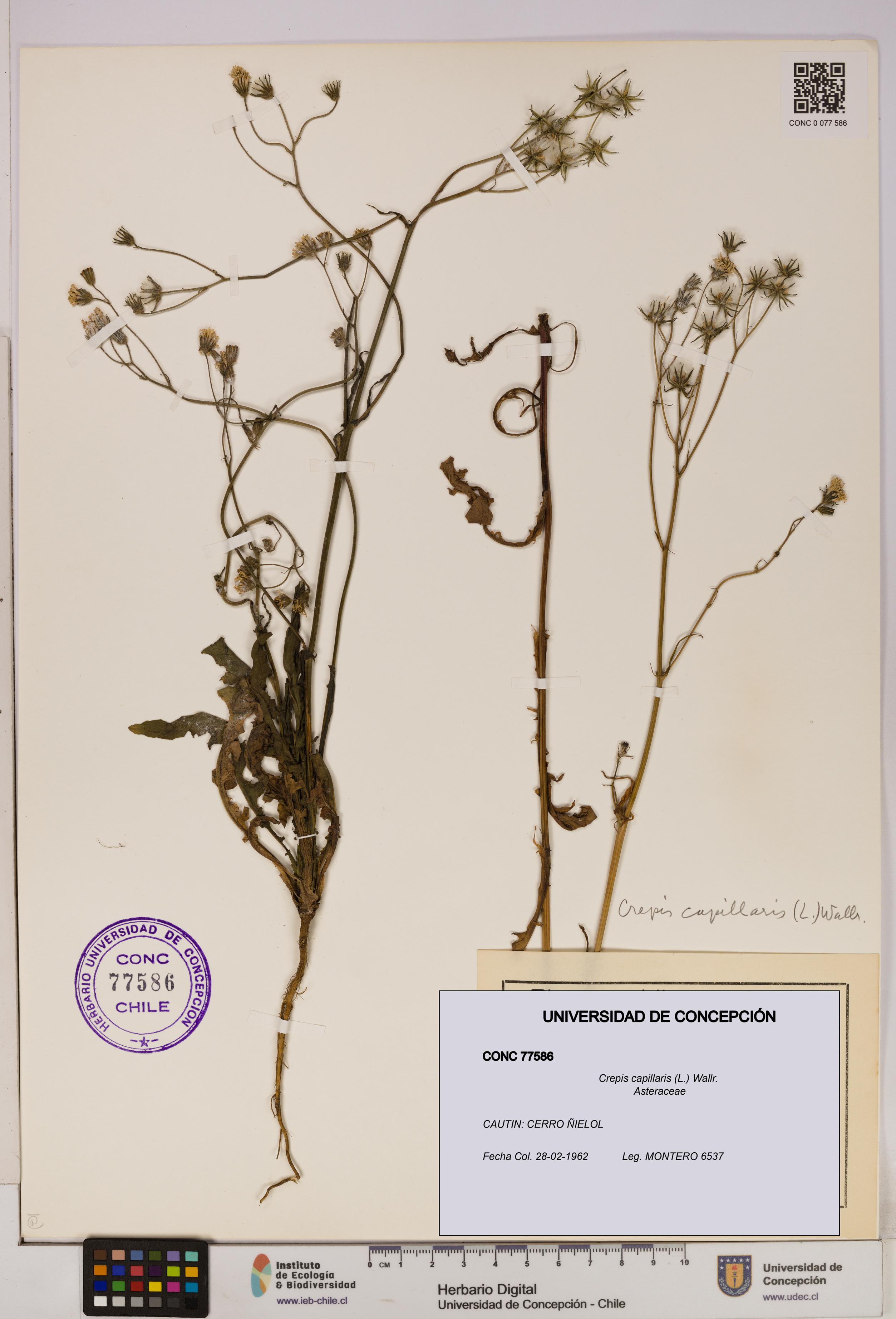 Crepis capillaris [Espécimen: UDEC:CONC:0077586]