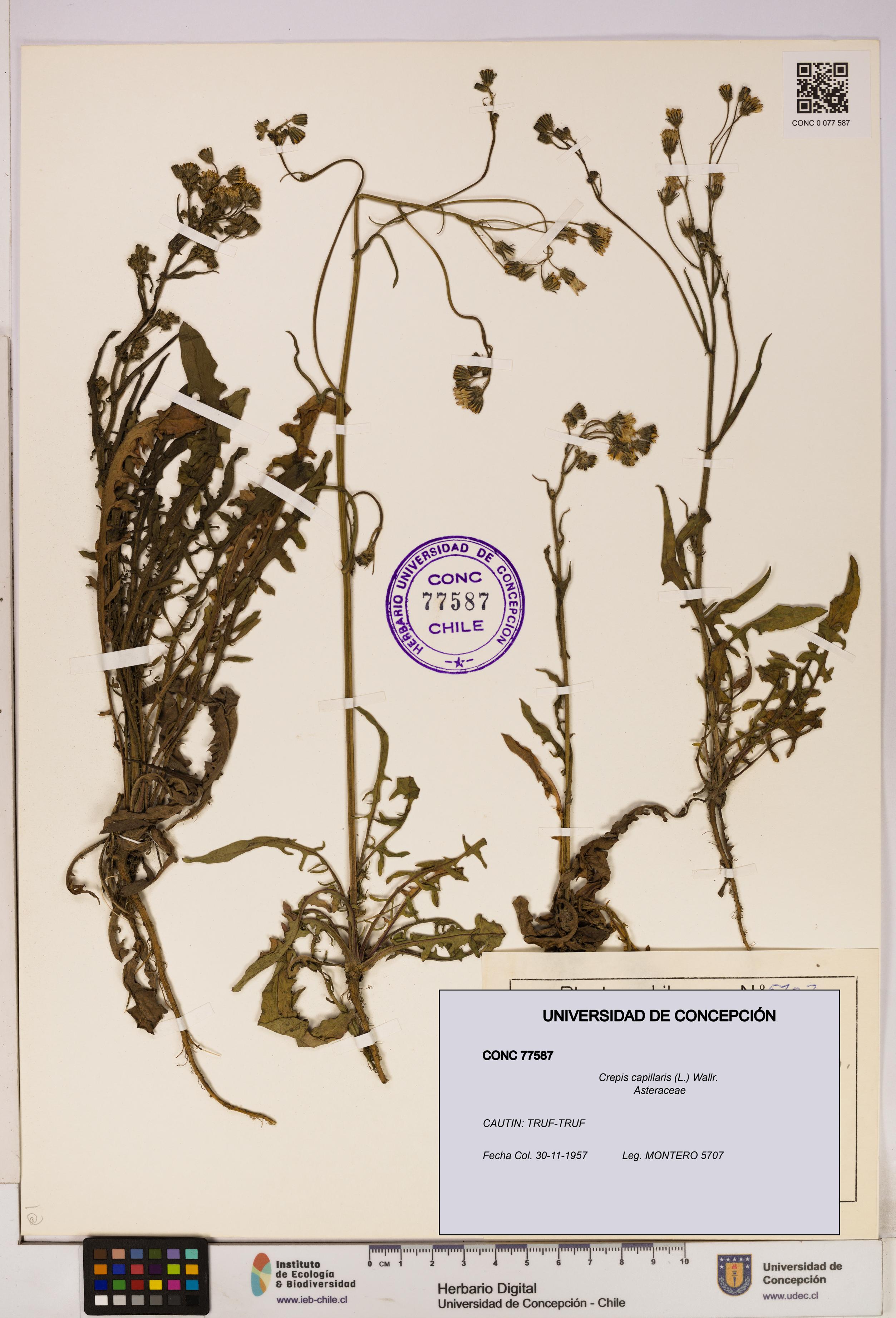 Crepis capillaris [Espécimen: UDEC:CONC:0077587]