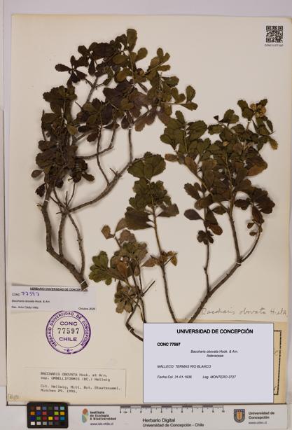 Baccharis obovata [Espécimen: UDEC:CONC:0077597]