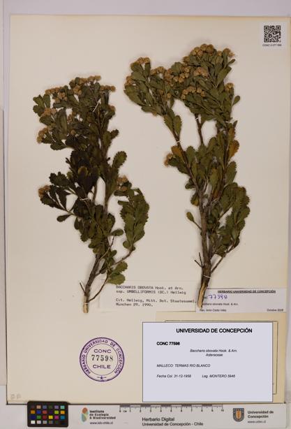 Baccharis obovata [Espécimen: UDEC:CONC:0077598]