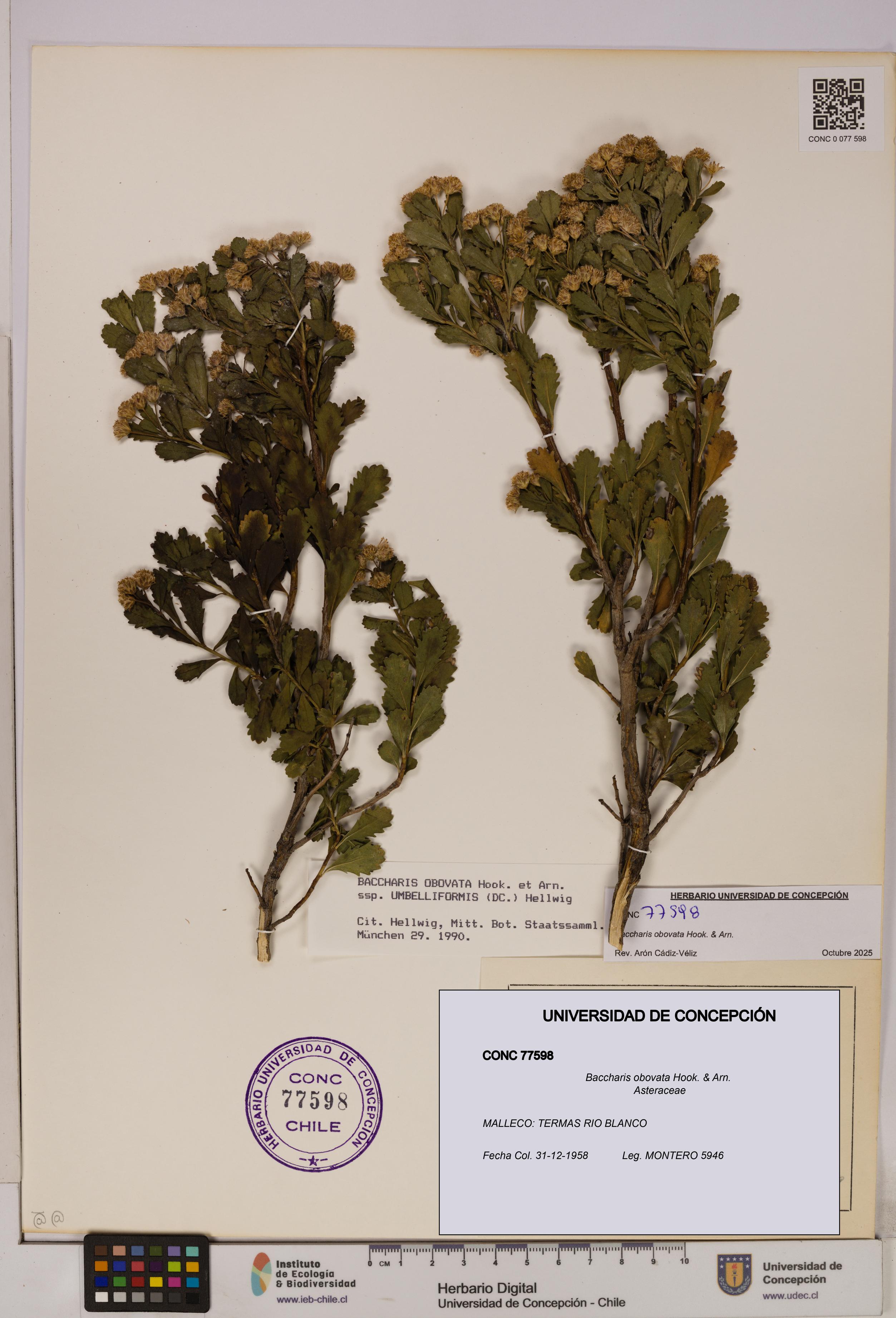 Baccharis obovata [Espécimen: UDEC:CONC:0077598]