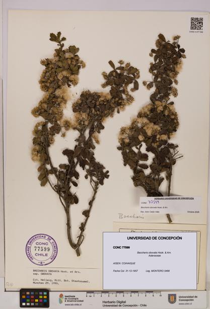 Baccharis obovata [Espécimen: UDEC:CONC:0077599]