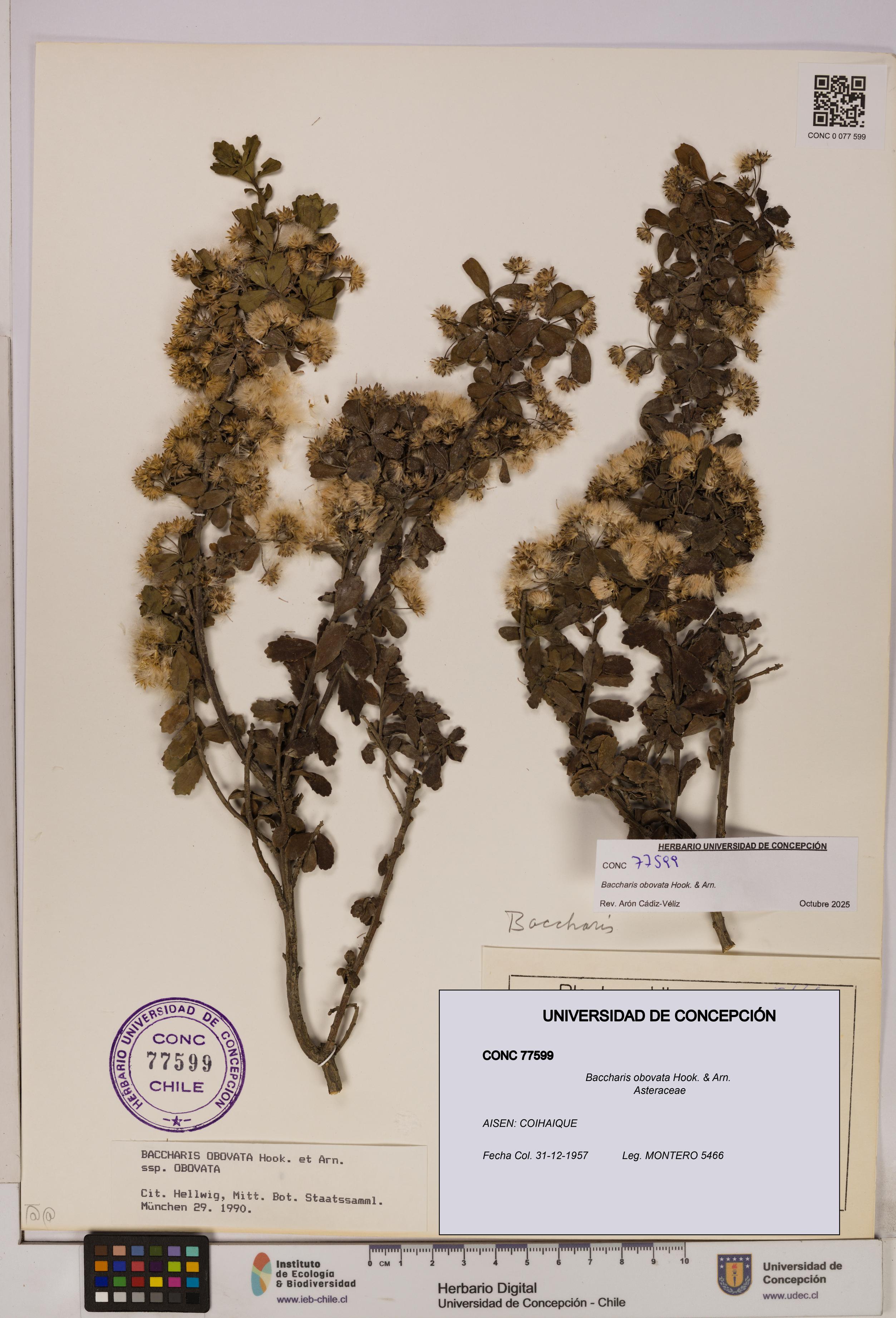 Baccharis obovata [Espécimen: UDEC:CONC:0077599]