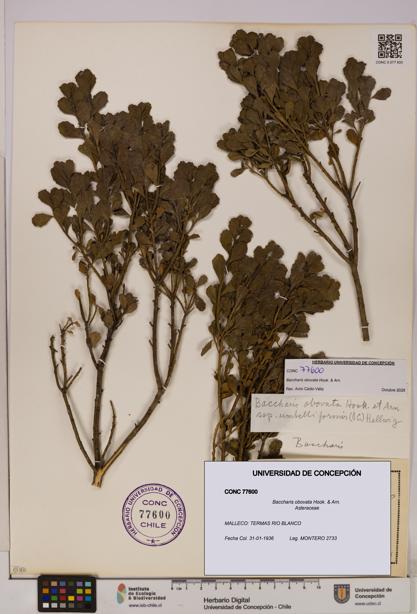 Baccharis obovata [Espécimen: UDEC:CONC:0077600]