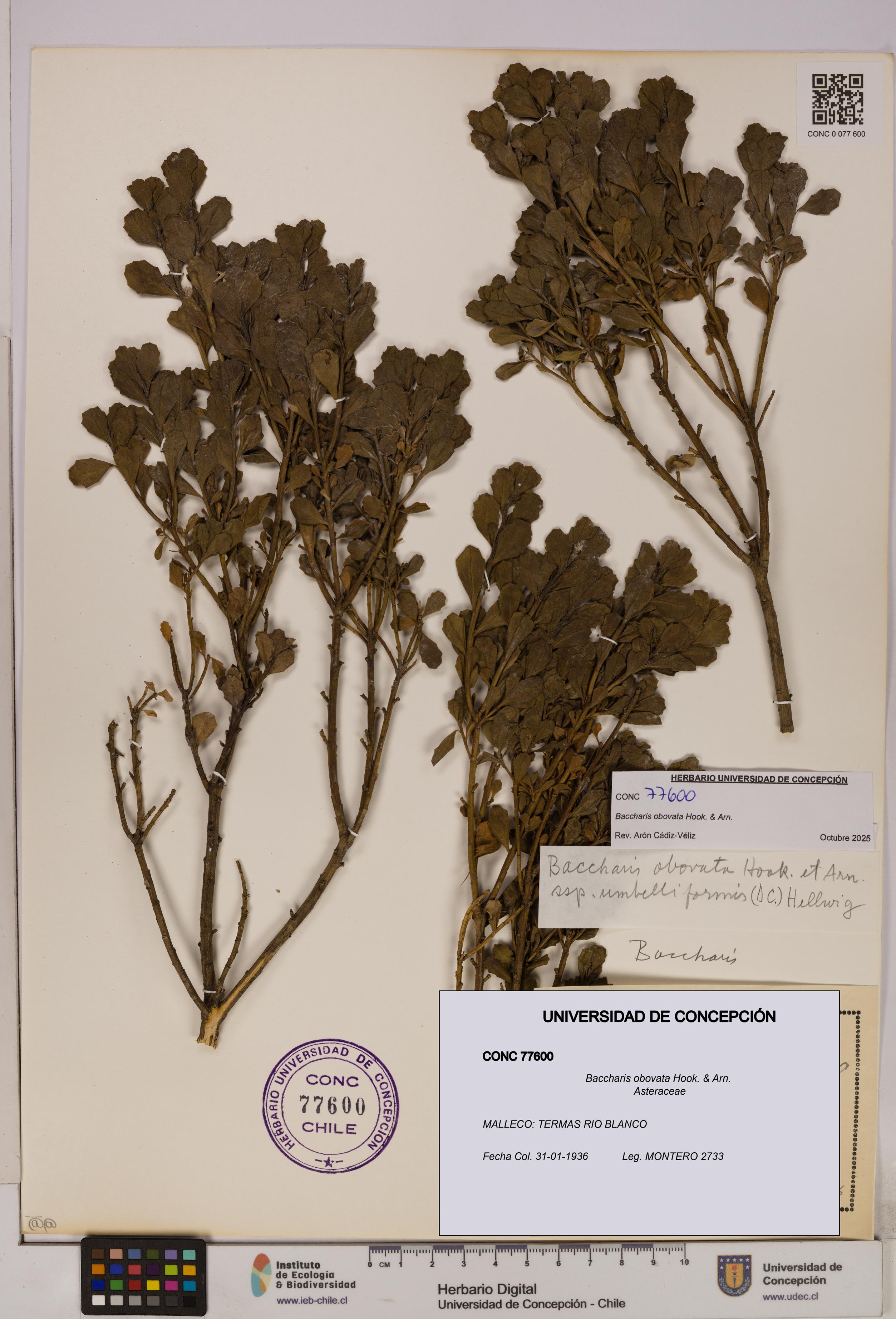 Baccharis obovata [Espécimen: UDEC:CONC:0077600]