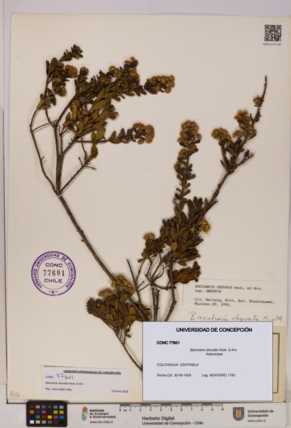 Baccharis obovata [Espécimen: UDEC:CONC:0077601]
