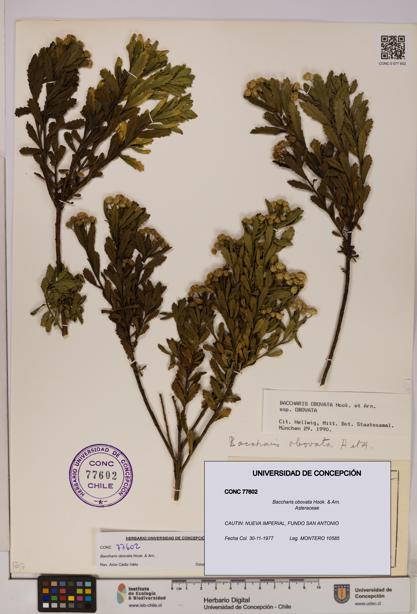 Baccharis obovata [Espécimen: UDEC:CONC:0077602]
