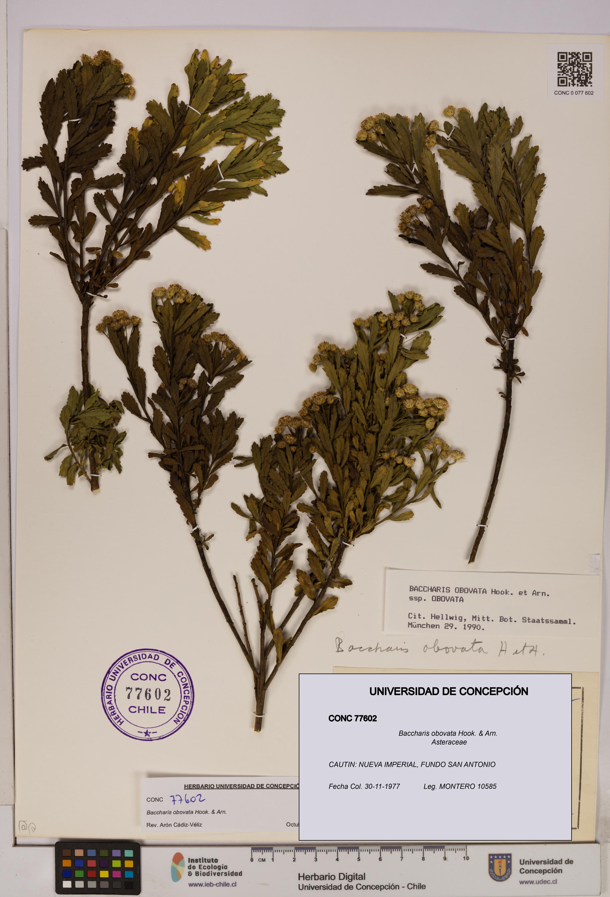 Baccharis obovata [Espécimen: UDEC:CONC:0077602]