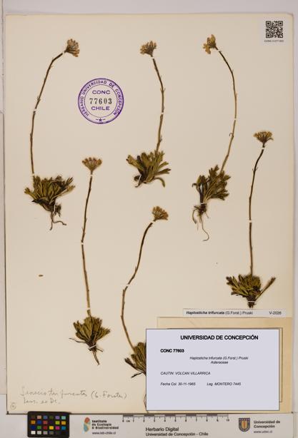 Haplosticha trifurcata [Espécimen: UDEC:CONC:0077603]