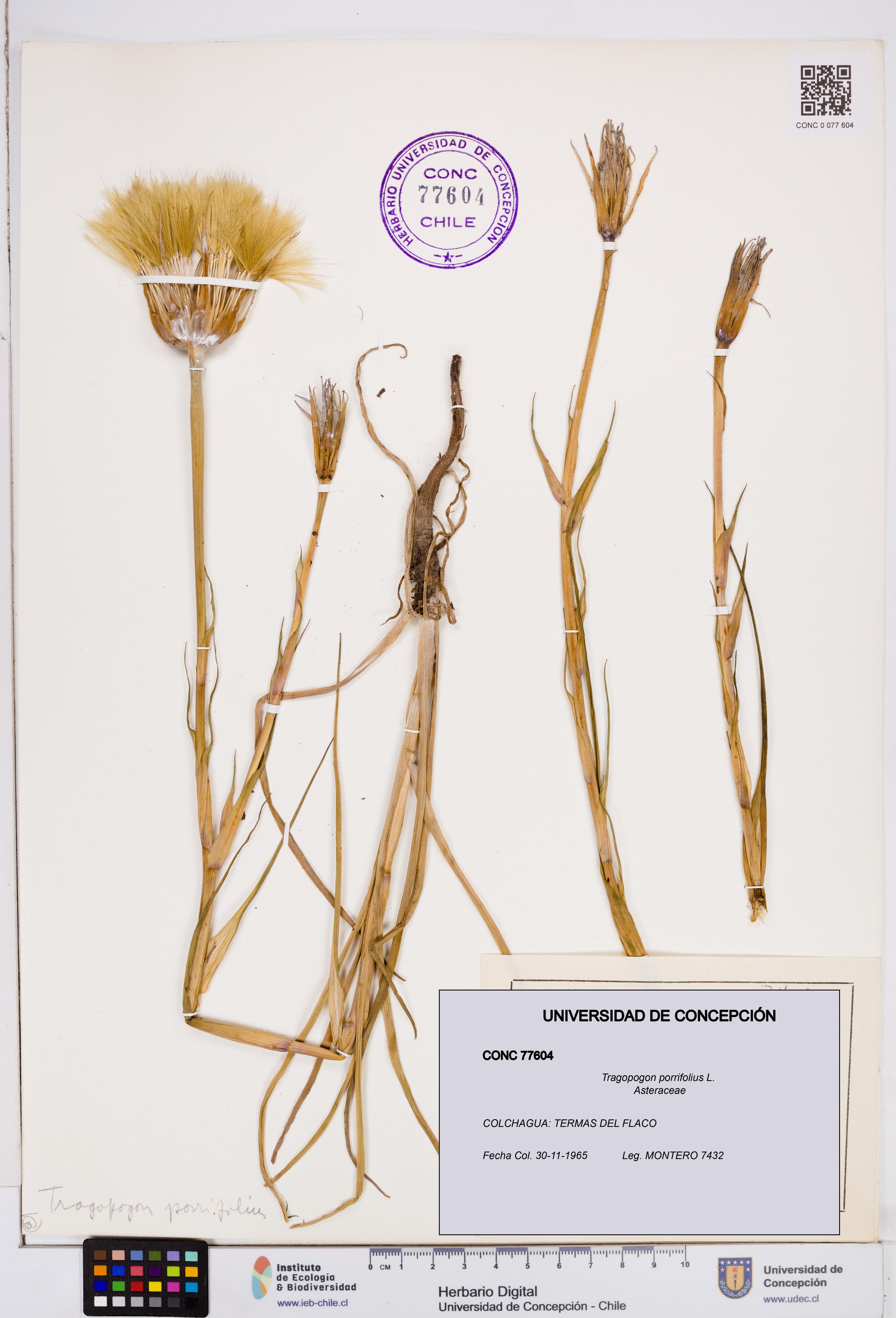 Tragopogon porrifolius [Espécimen: ]