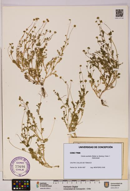 Cotula australis [Espécimen: UDEC:CONC:0077606]
