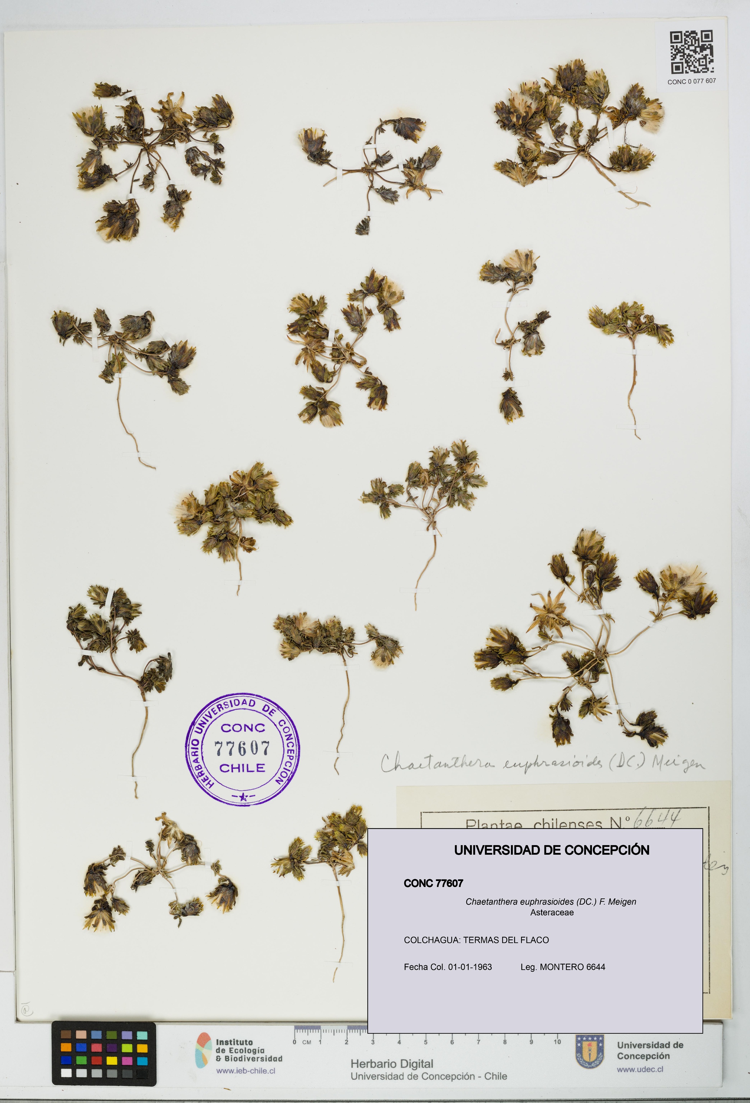 Chaetanthera euphrasioides [Espécimen: UDEC:CONC:0077607]