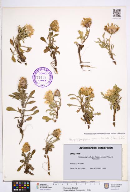 Notopappus prunelloides [Espécimen: ]