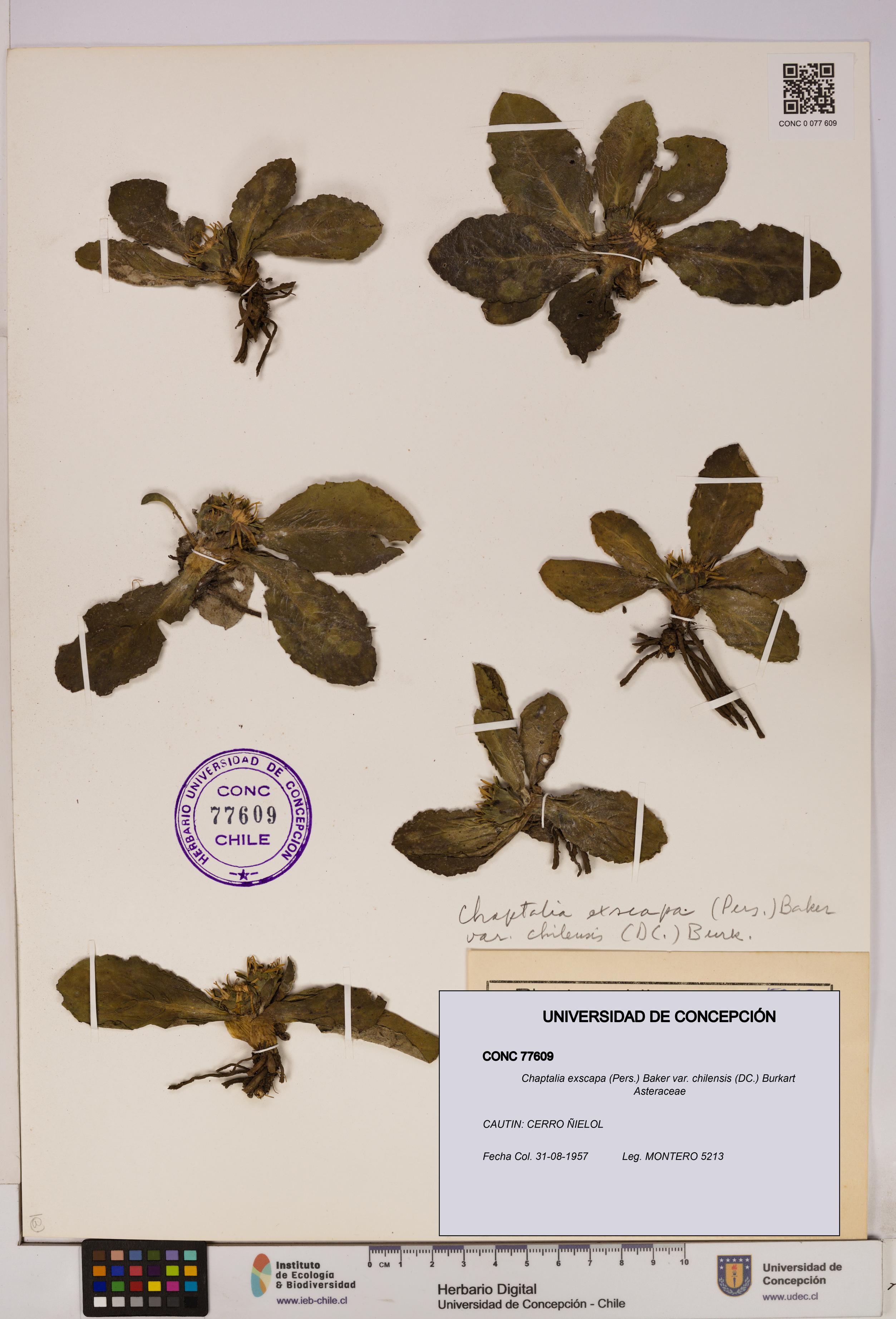 Chaptalia exscapa var. chilensis [Espécimen: UDEC:CONC:0077609]