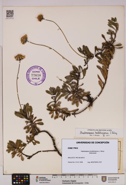 Haplopappus bustillosianus [Espécimen: UDEC:CONC:0077610]