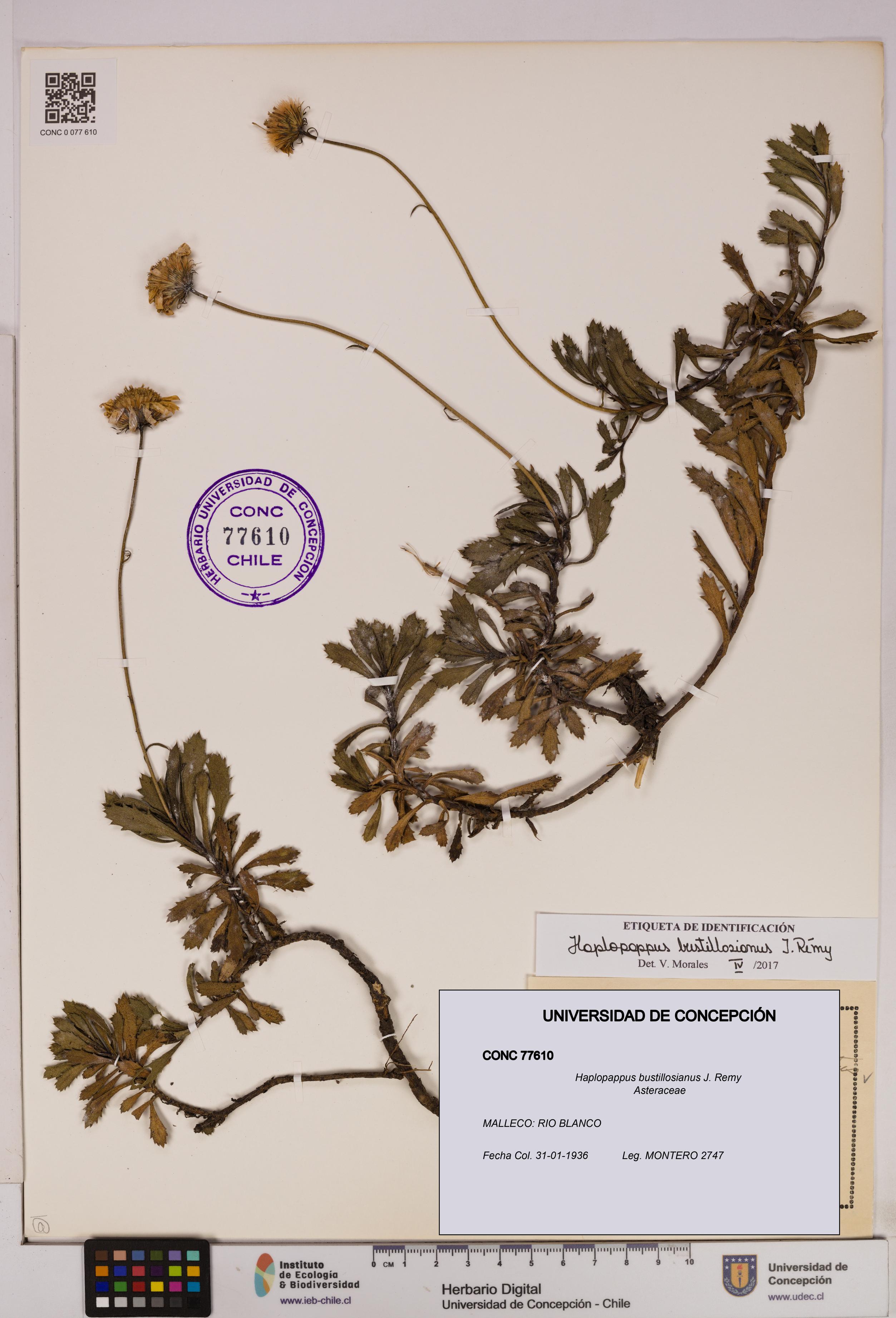 Haplopappus bustillosianus [Espécimen: UDEC:CONC:0077610]