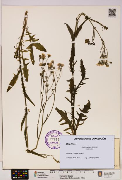 Crepis capillaris [Espécimen: UDEC:CONC:0077613]
