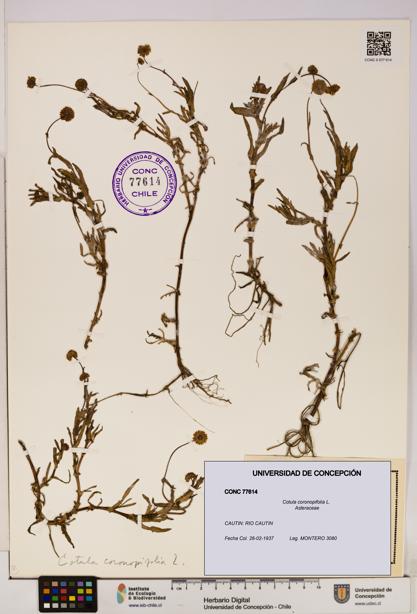Cotula coronopifolia [Espécimen: UDEC:CONC:0077614]