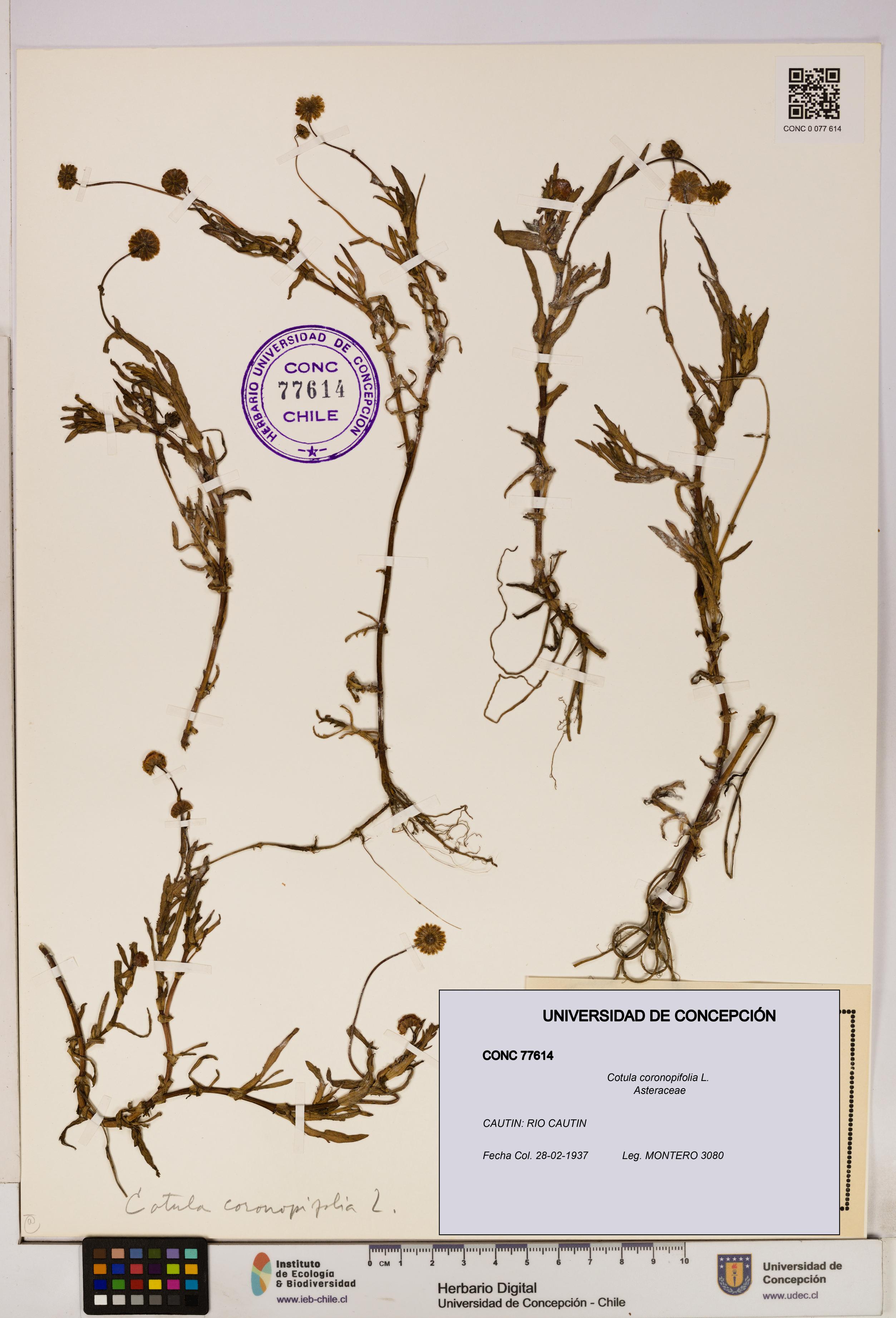 Cotula coronopifolia [Espécimen: UDEC:CONC:0077614]