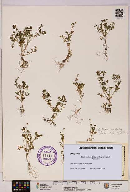 Cotula australis [Espécimen: UDEC:CONC:0077615]