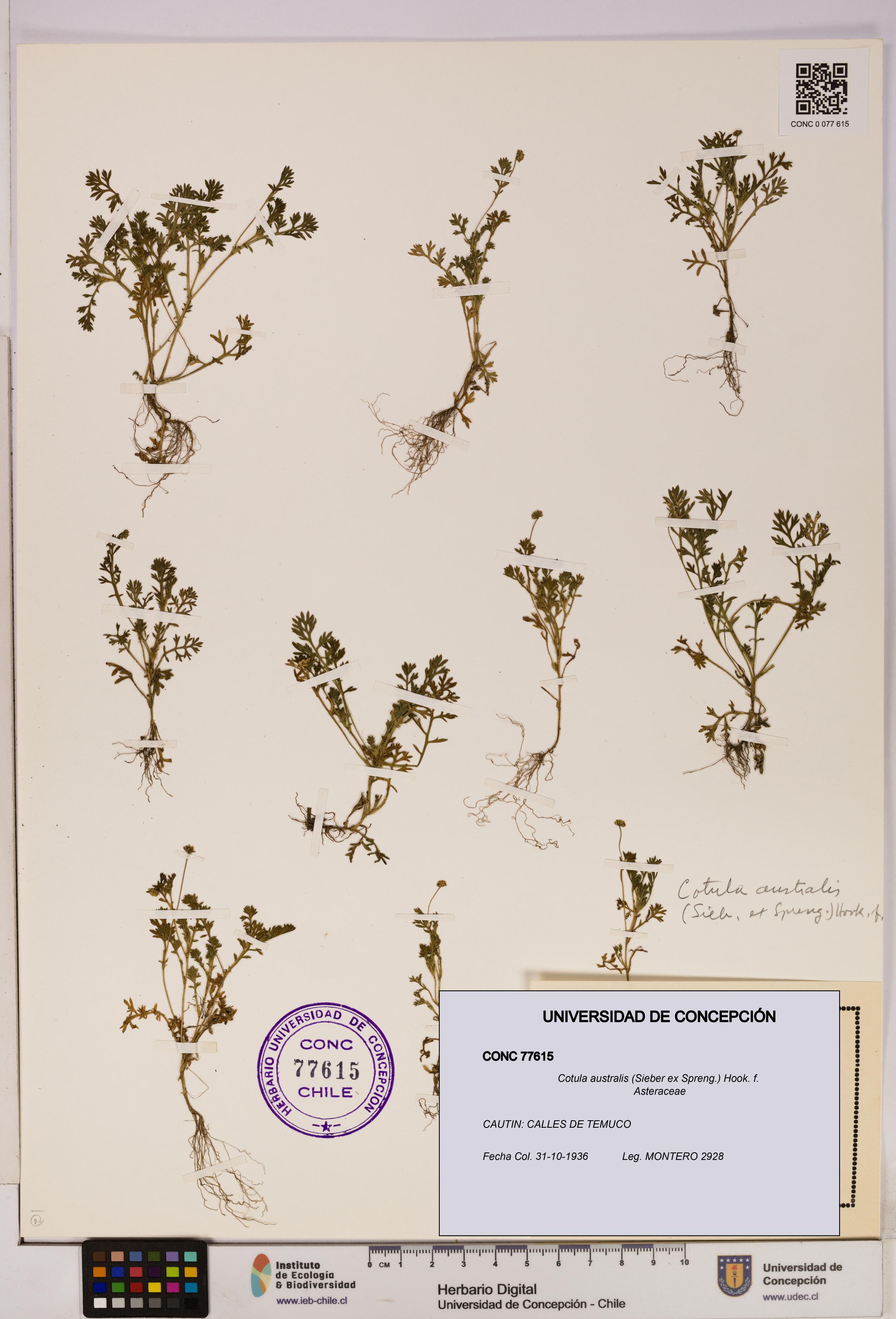 Cotula australis [Espécimen: UDEC:CONC:0077615]