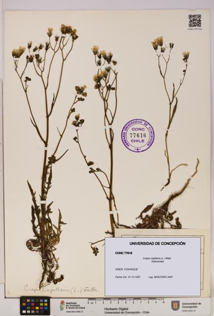 Crepis capillaris [Espécimen: UDEC:CONC:0077616]