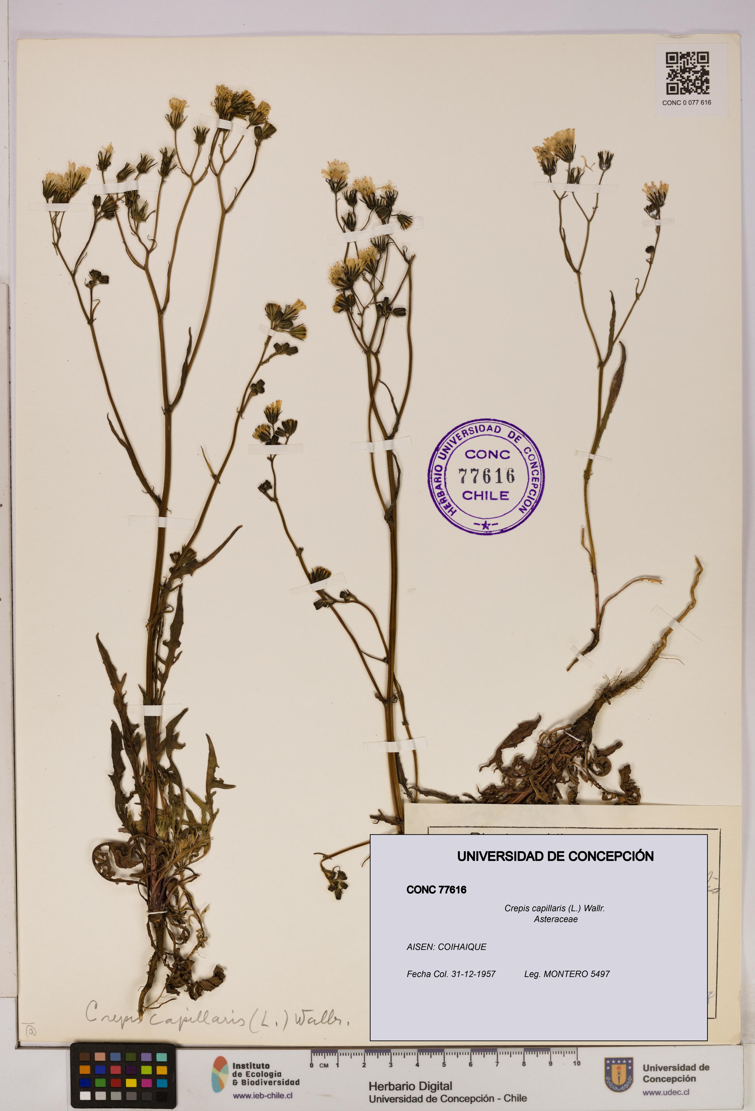 Crepis capillaris [Espécimen: UDEC:CONC:0077616]