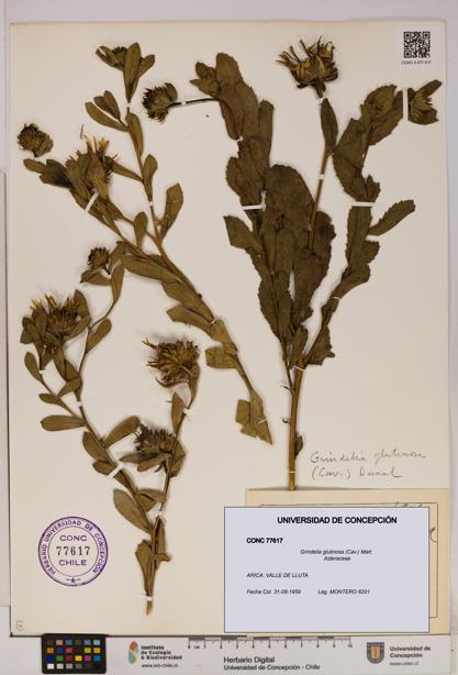 Grindelia glutinosa [Espécimen: UDEC:CONC:0077617]