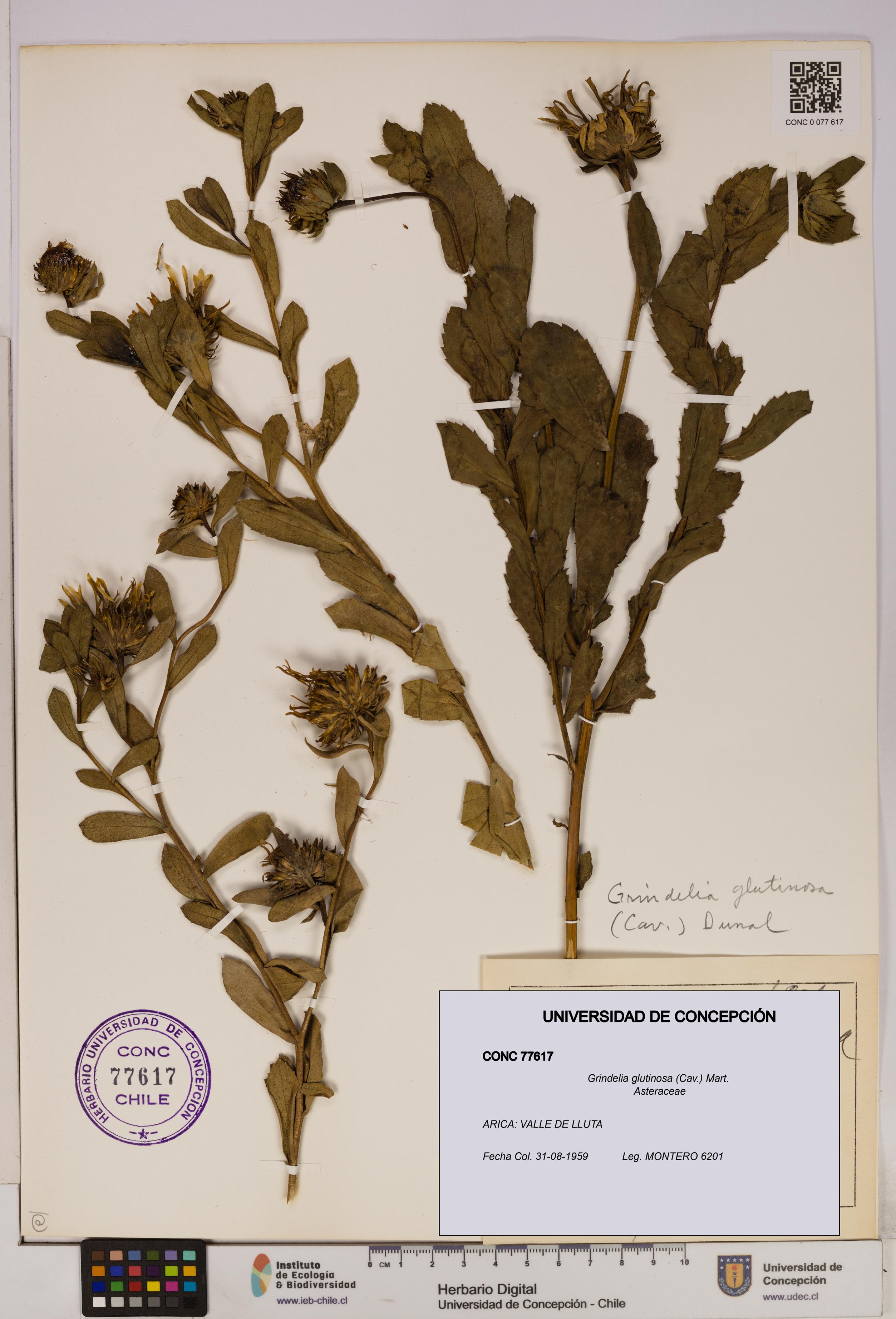 Grindelia glutinosa [Espécimen: UDEC:CONC:0077617]