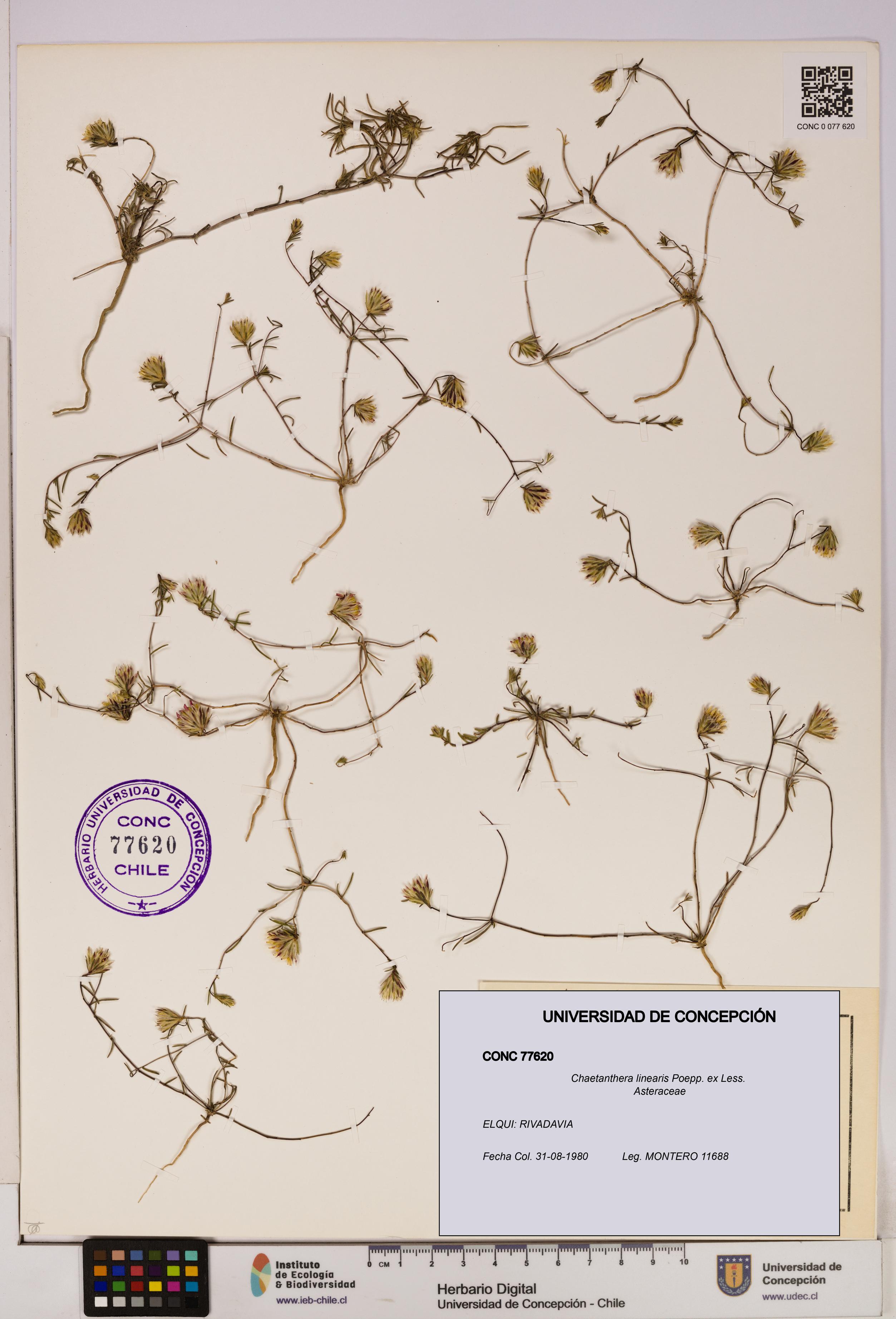 Chaetanthera linearis [Espécimen: UDEC:CONC:0077620]