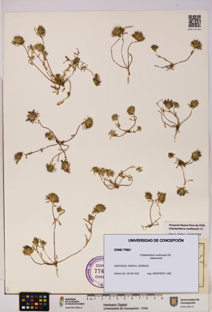 Chaetanthera multicaulis [Espécimen: UDEC:CONC:0077621]