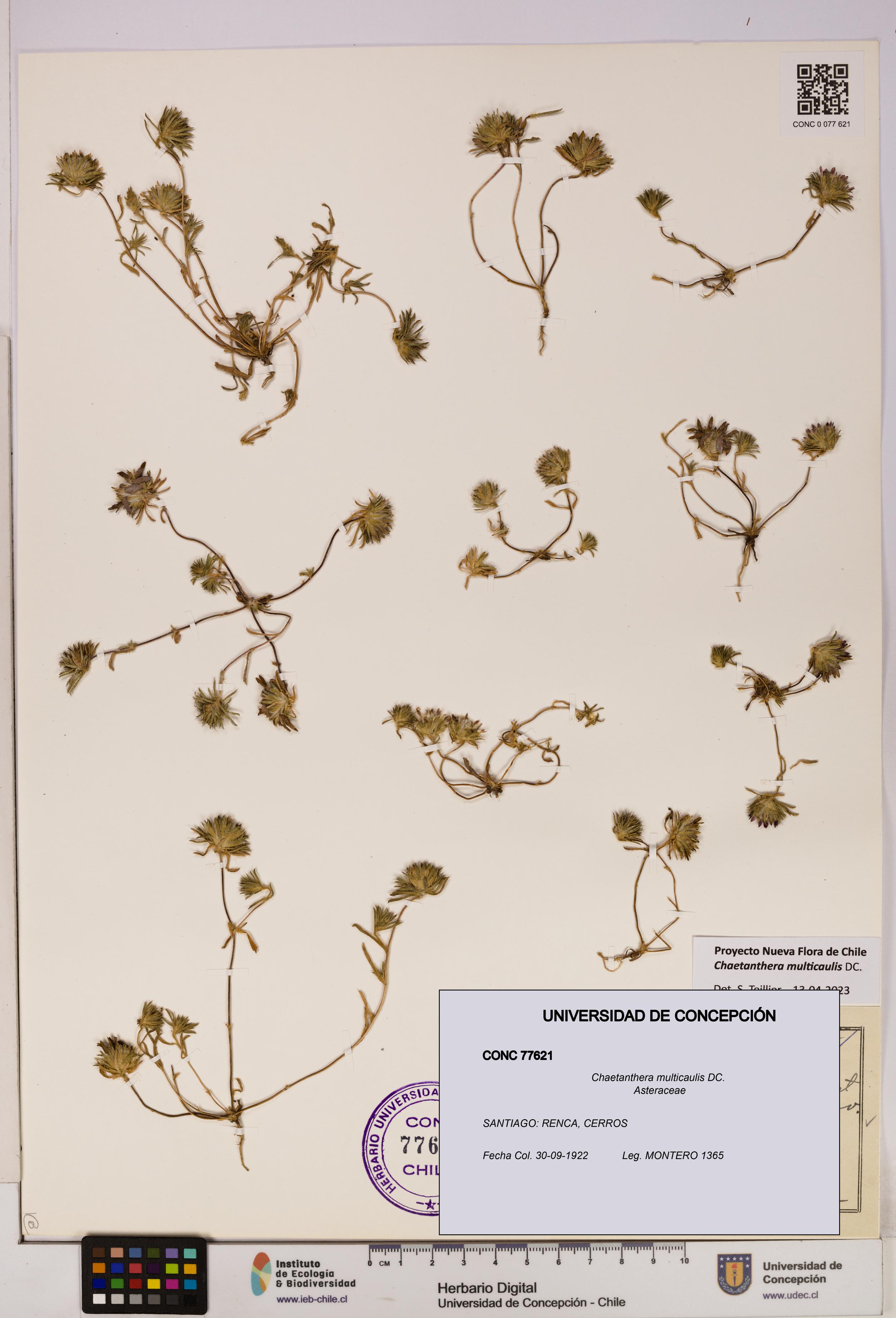 Chaetanthera multicaulis [Espécimen: UDEC:CONC:0077621]