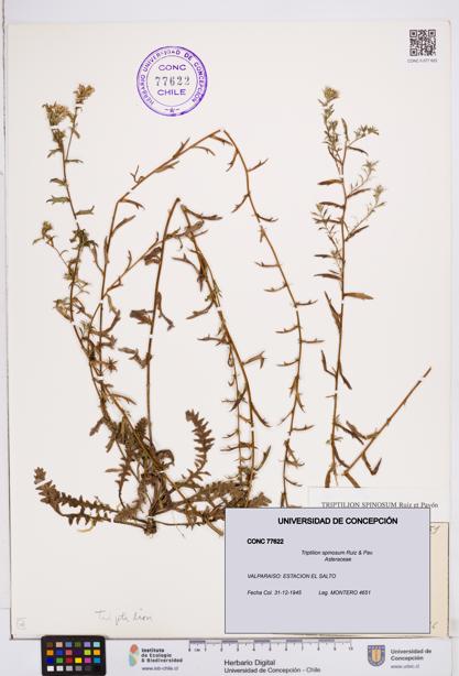 Triptilion spinosum [Espécimen: ]