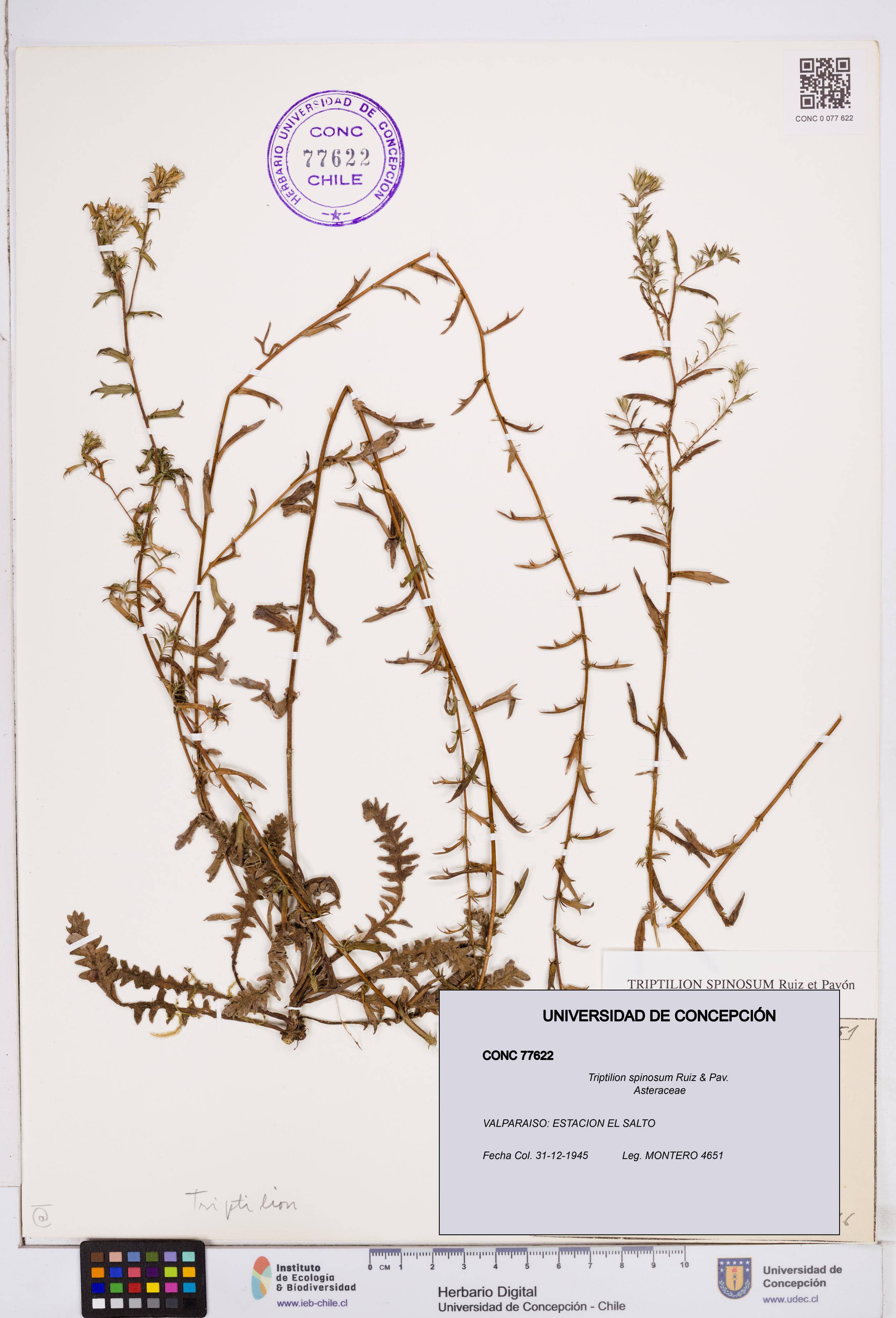 Triptilion spinosum [Espécimen: ]