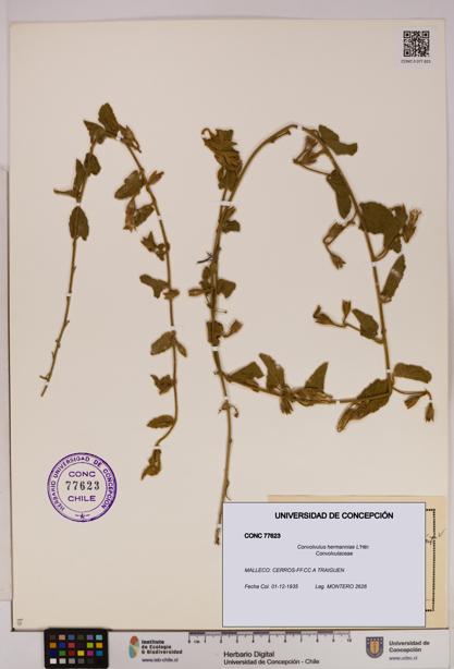 Convolvulus hermanniae [Espécimen: UDEC:CONC:0077623]