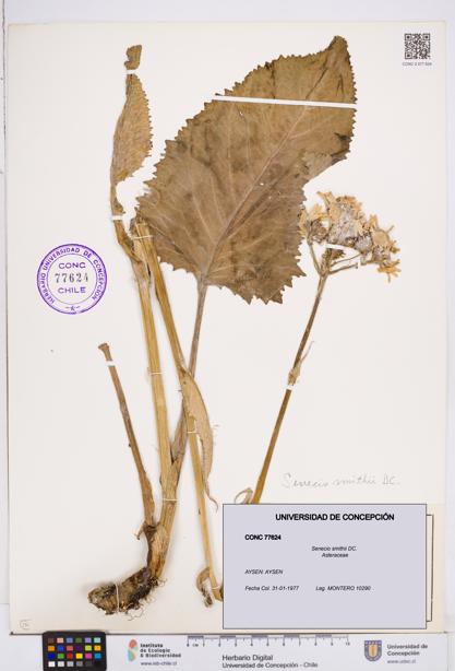 Senecio smithii [Espécimen: ]