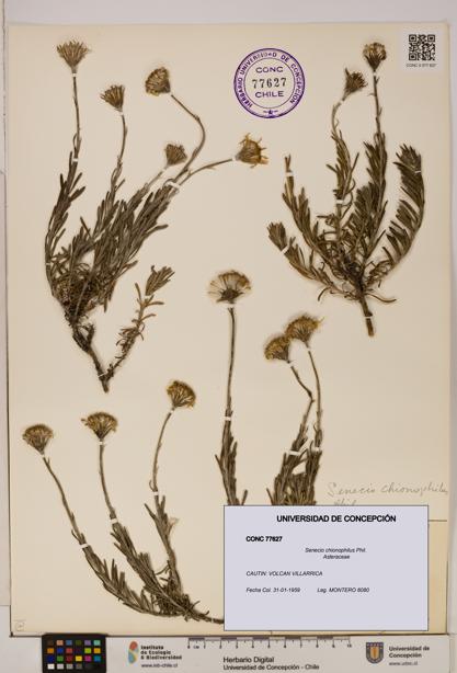 Senecio chionophilus [Espécimen: UDEC:CONC:0077627]