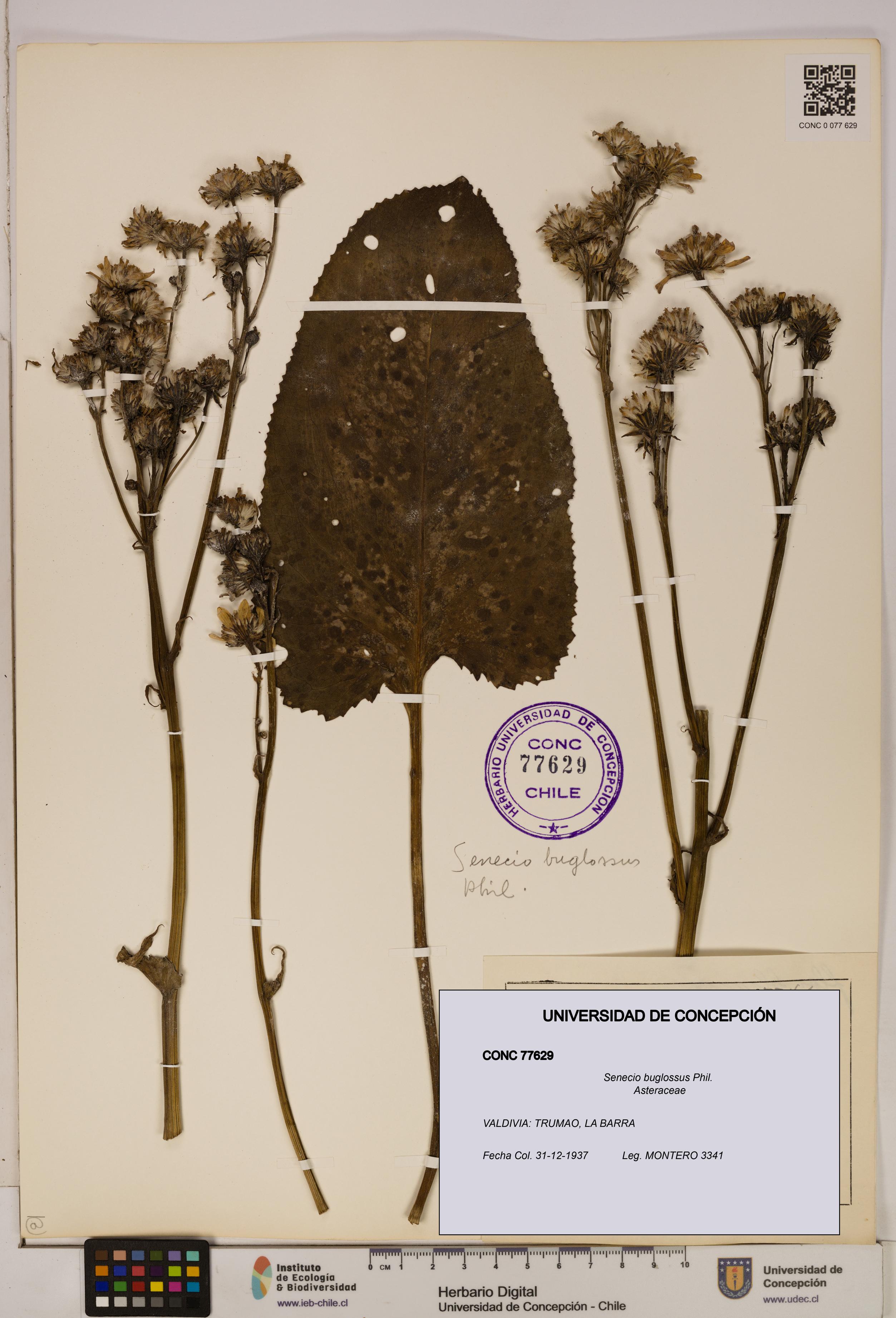 Senecio buglossus [Espécimen: UDEC:CONC:0077629]