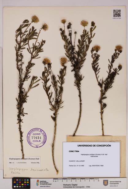 Haplopappus philippii [Espécimen: UDEC:CONC:0077634]