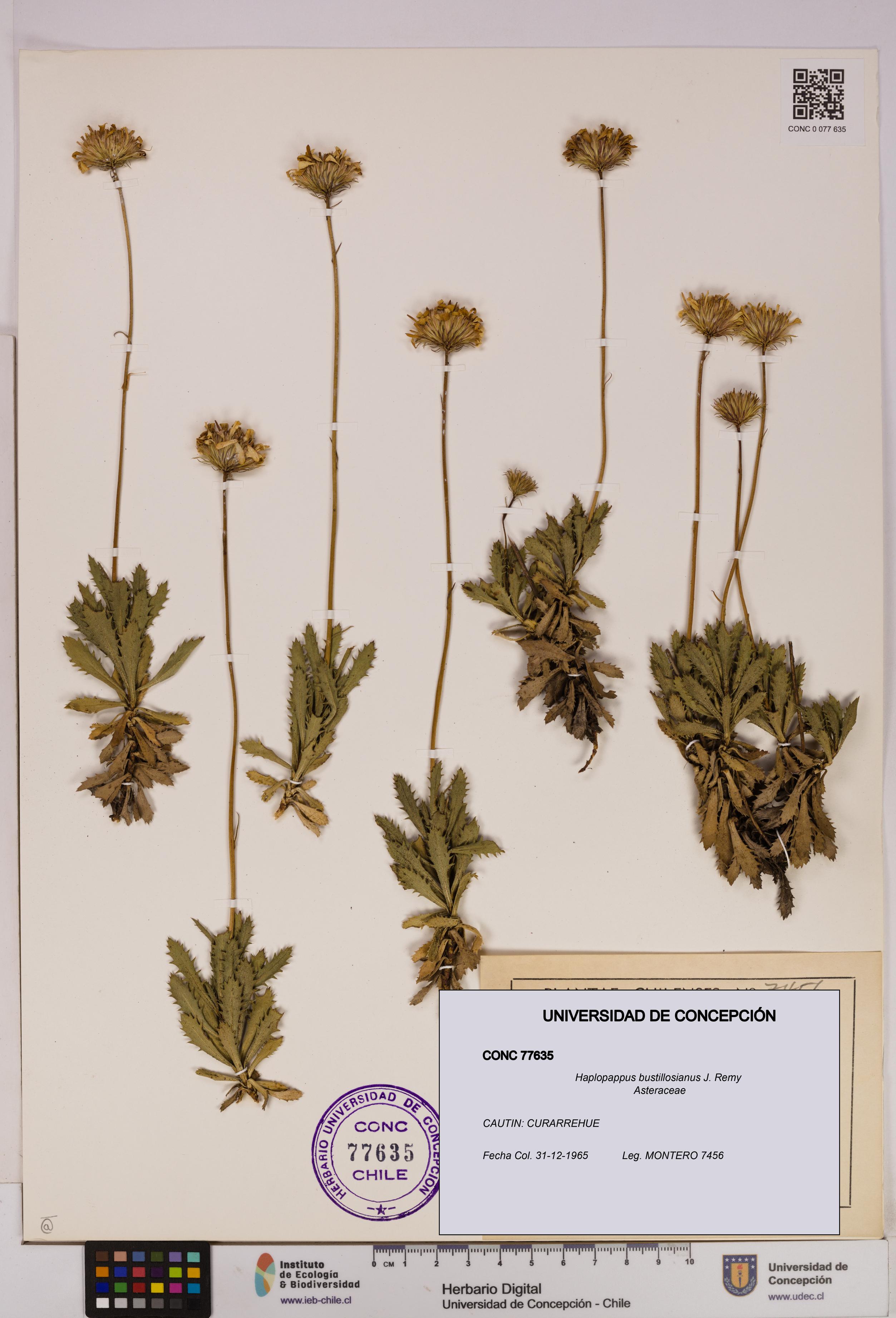 Haplopappus bustillosianus [Espécimen: UDEC:CONC:0077635]