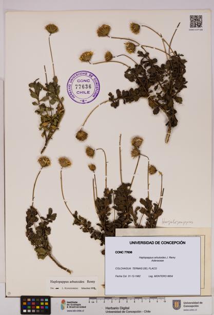 Haplopappus arbutoides [Espécimen: UDEC:CONC:0077636]