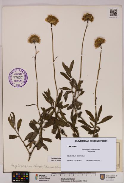 Haplopappus uncinatus [Espécimen: UDEC:CONC:0077637]