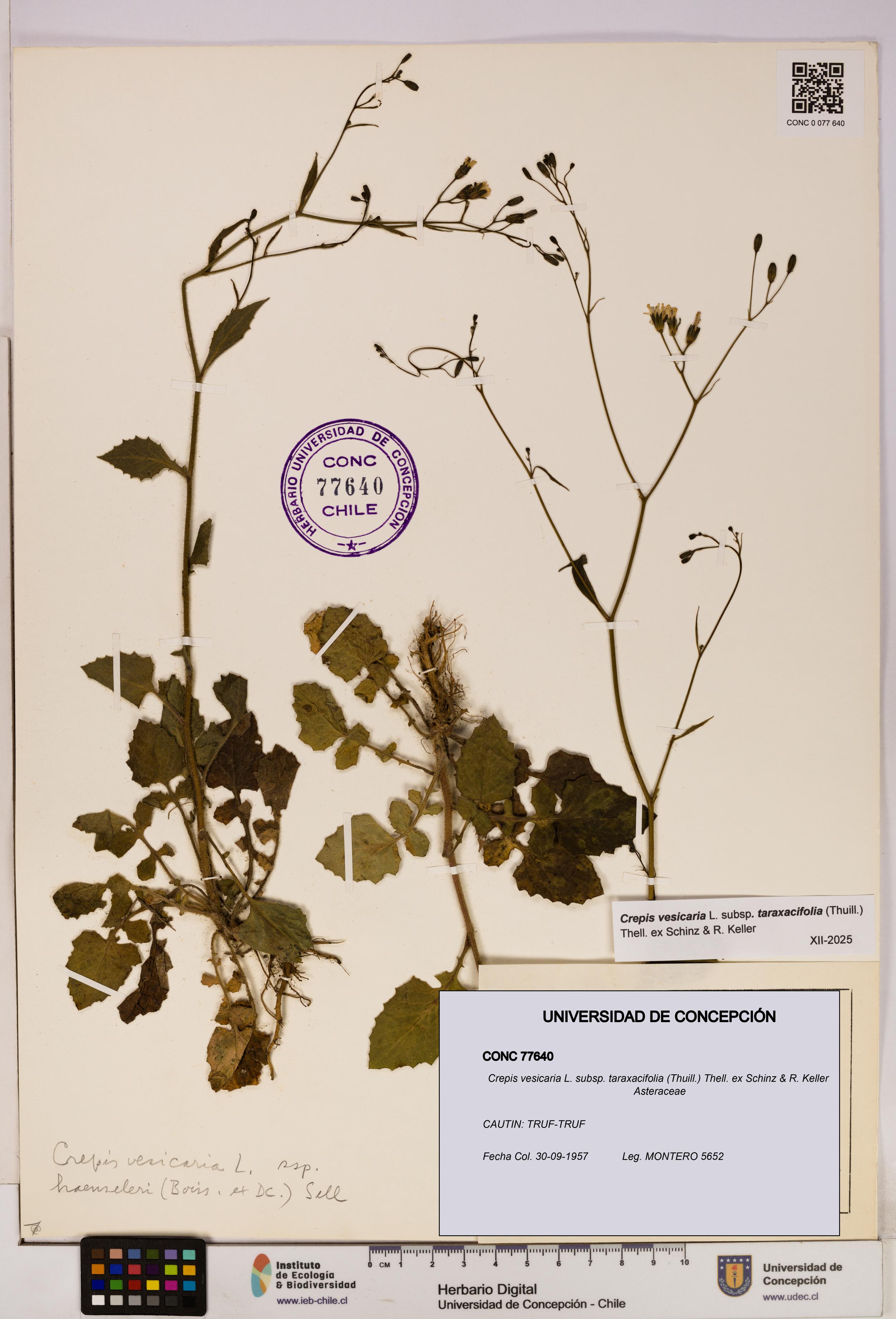 Crepis vesicaria [Espécimen: UDEC:CONC:0077640]