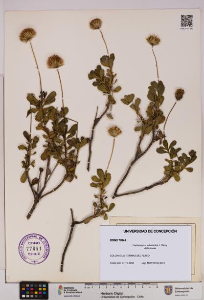Haplopappus arbutoides [Espécimen: UDEC:CONC:0077641]