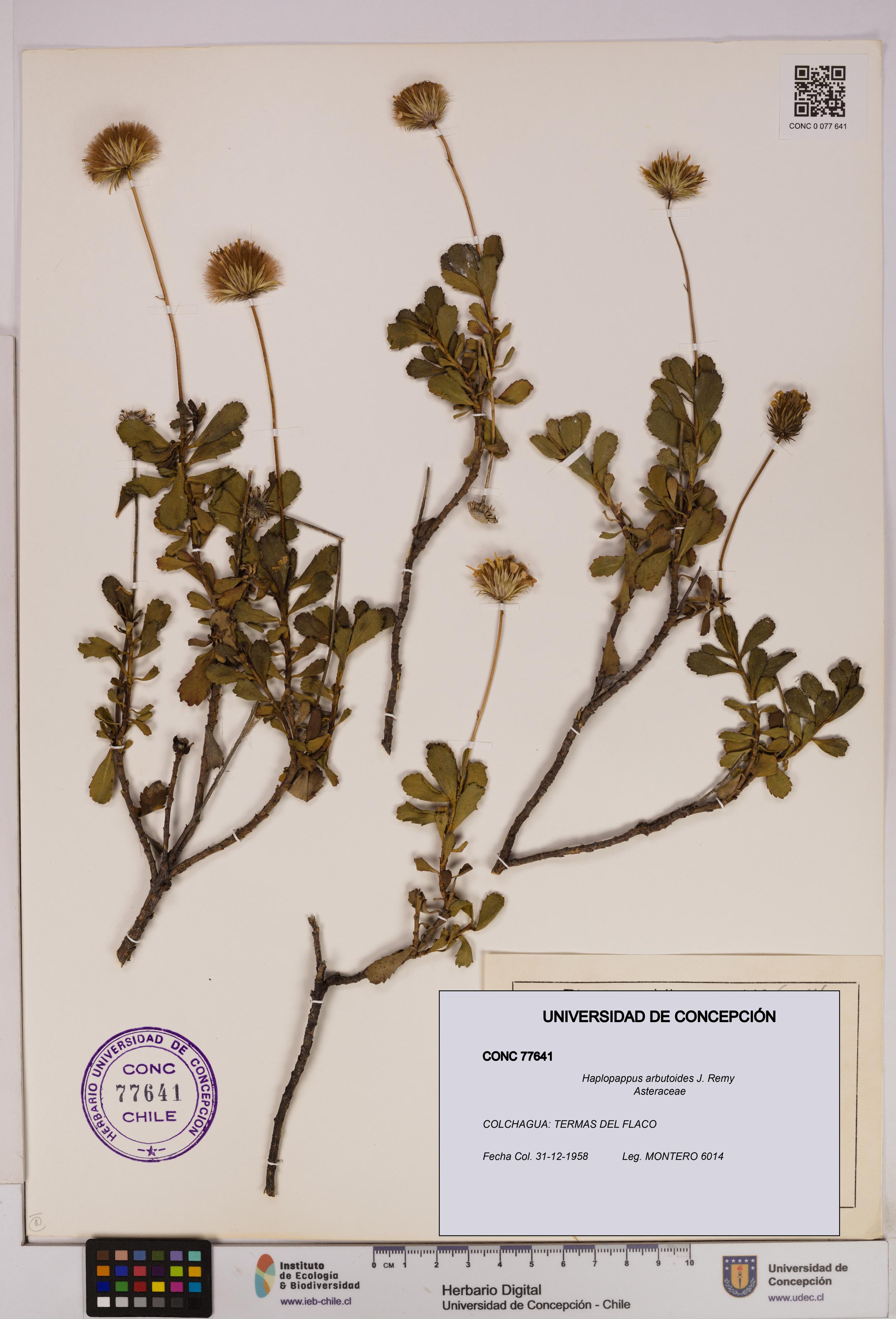 Haplopappus arbutoides [Espécimen: UDEC:CONC:0077641]
