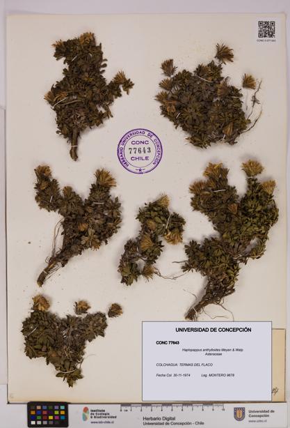 Haplopappus anthylloides [Espécimen: UDEC:CONC:0077643]