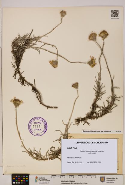 Senecio chilensis var. chilensis [Espécimen: UDEC:CONC:0077645]