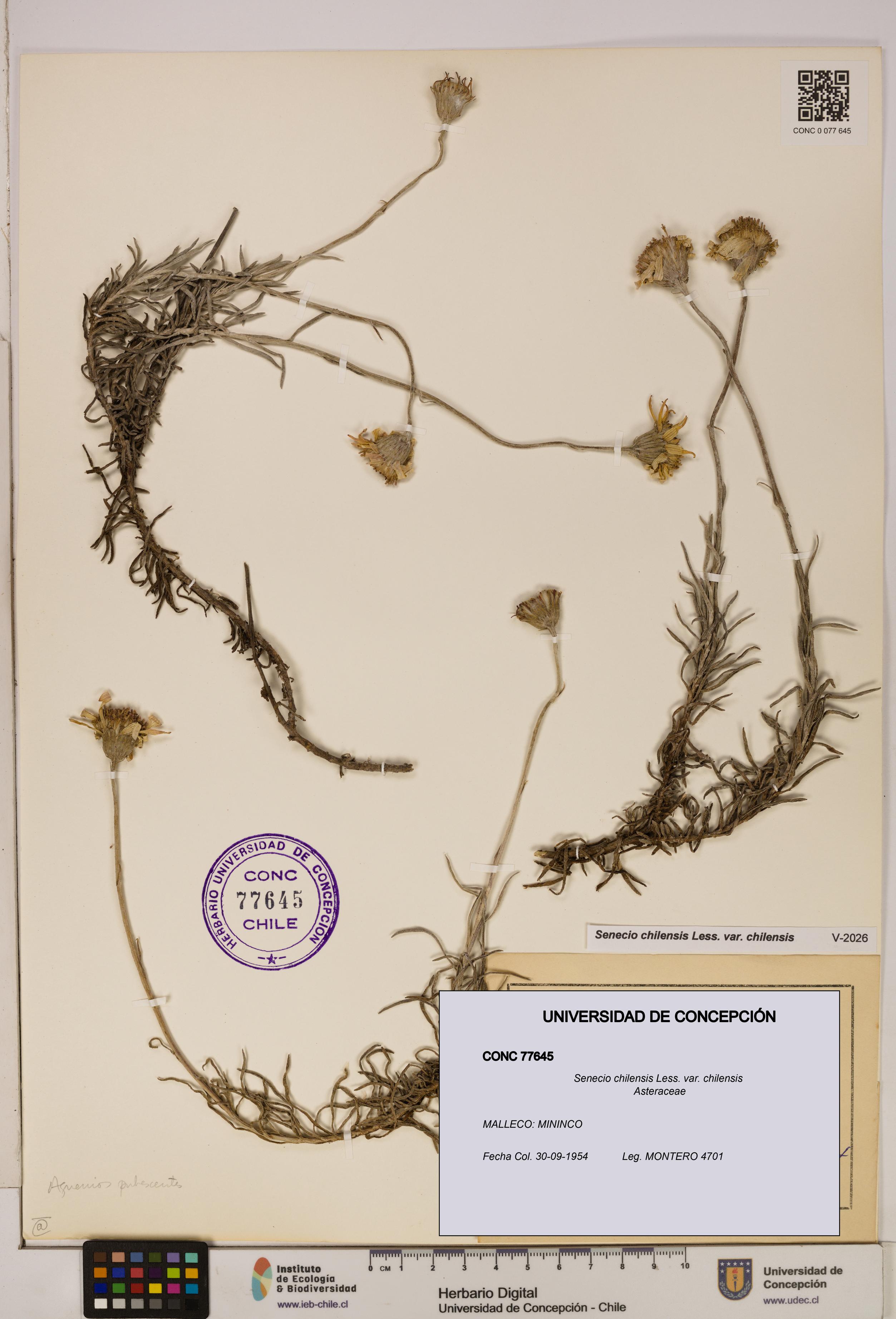 Senecio chilensis var. chilensis [Espécimen: UDEC:CONC:0077645]