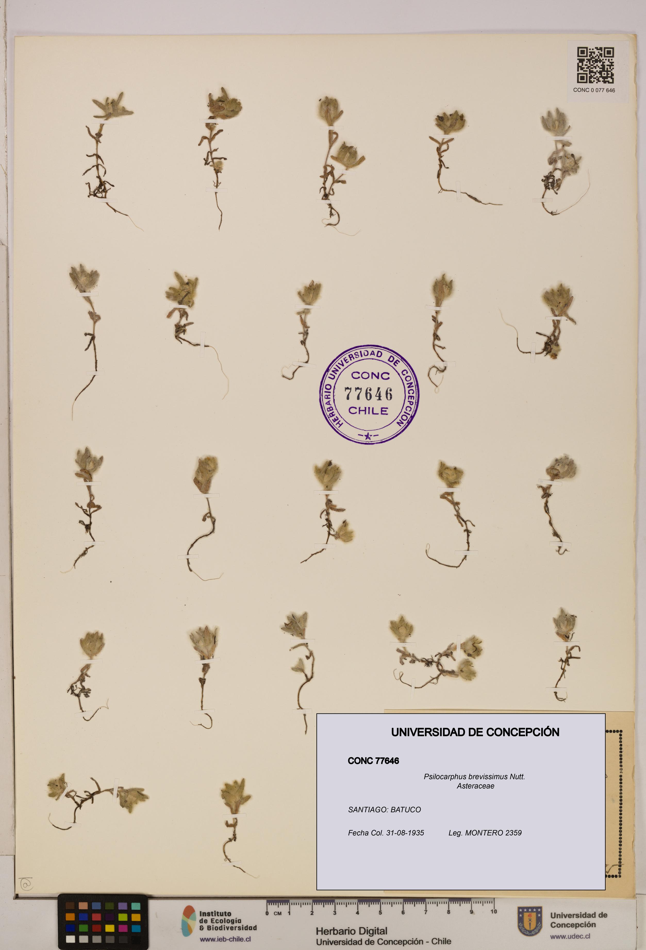 Psilocarphus brevissimus [Espécimen: ]
