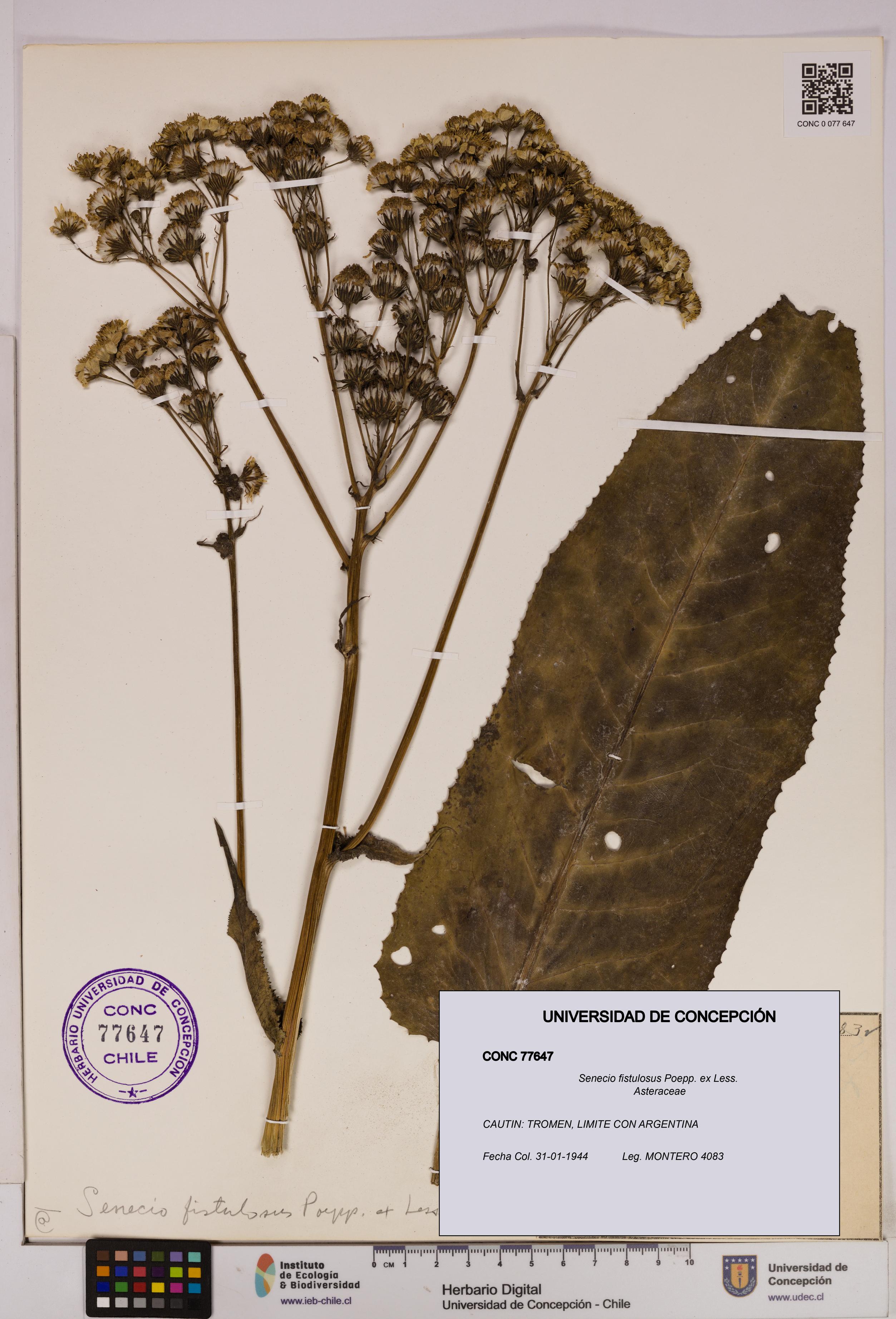Senecio fistulosus [Espécimen: UDEC:CONC:0077647]